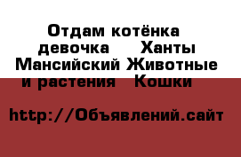 Отдам котёнка (девочка)! - Ханты-Мансийский Животные и растения » Кошки   